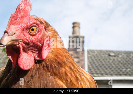 Petit,nombre,de,nos,jardin,poulets,en,mon modèle,jardin,PARUTION Parution de la propriété, au Pays de Galles, Royaume-Uni,Gallois,village,UK,l'Europe, Banque D'Images