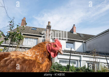 Petit,nombre,de,nos,jardin,poulets,en,mon modèle,jardin,PARUTION Parution de la propriété, au Pays de Galles, Royaume-Uni,Gallois,village,UK,l'Europe, Banque D'Images