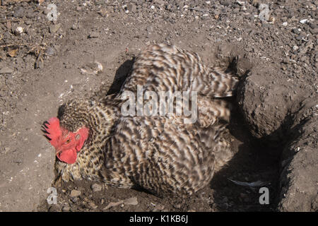 Petit,nombre,de,nos,jardin,poulets,en,mon modèle,jardin,PARUTION Parution de la propriété, au Pays de Galles, Royaume-Uni,Gallois,village,UK,l'Europe, Banque D'Images