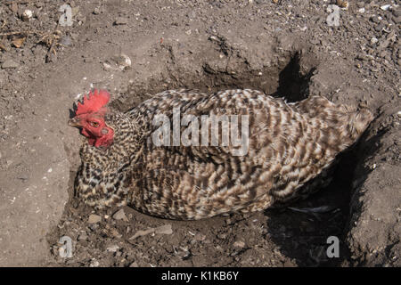 Petit,nombre,de,nos,jardin,poulets,en,mon modèle,jardin,PARUTION Parution de la propriété, au Pays de Galles, Royaume-Uni,Gallois,village,UK,l'Europe, Banque D'Images