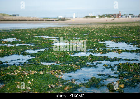 Des rochers et d'algues exposées à marée basse sur la plage de Littlehampton, West Sussex, Angleterre. Banque D'Images