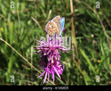 Adonis Blue papillon sur la centaurée noire Banque D'Images