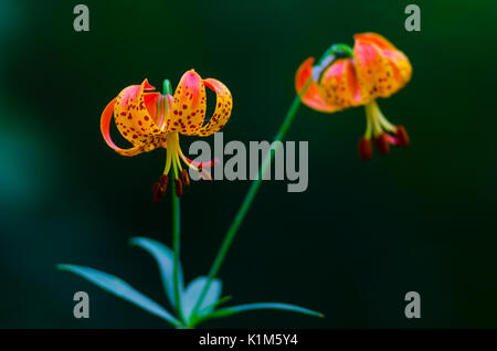 Tiger lilies poussent à l'état sauvage dans les bois près du fleuve jaune dans la région de Plymouth, Indiana, USA Banque D'Images