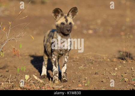 Chien sauvage d'Afrique (Lycaon pictus), minet, Zimanga Game Reserve, KwaZulu-Natal, Afrique du Sud Banque D'Images