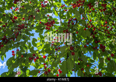 Les cerises mûres (Prunus cerasus) sur l'arbre, Bavière, Allemagne Banque D'Images