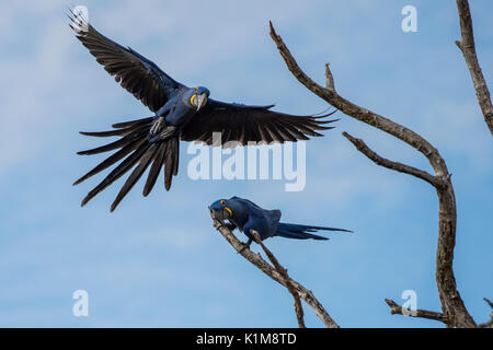 Anodorhynchus hyacinthinus Hyacinth macaws (paire), approche d'arbre mort, Pantanal, Mato Grosso do Sul, Brésil Banque D'Images