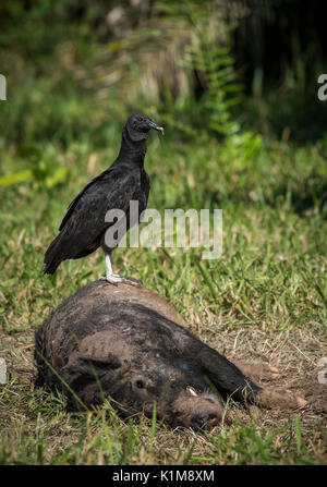 Urubu noir (Coragyps atratus), debout sur une carcasse de sanglier, Pantanal, Mato Grosso do Sul, Brésil Banque D'Images