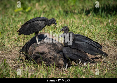 Les vautours noirs (Coragyps atratus), debout à la carcasse d'un sanglier, Pantanal, Mato Grosso do Sul, Brésil Banque D'Images