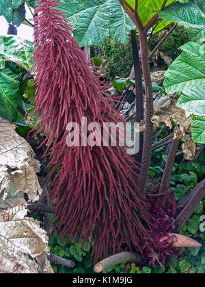 Amaranthus caudatus fleurs, connu sous le nom de Love Lies Bleeding. Banque D'Images