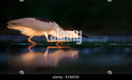 Bihoreau gris (Nycticorax nycticorax), la recherche de nourriture la nuit, le Parc National Kiskunság, Hongrie Banque D'Images