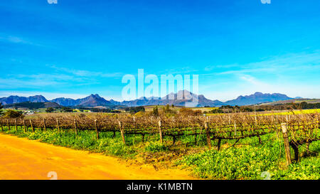 Vignobles de la région viticole de Stellenbosch dans le Cap occidental de l'Afrique avec Simonsberg dans l'arrière-plan sur une belle journée d'hiver de l'Afrique du Sud Banque D'Images