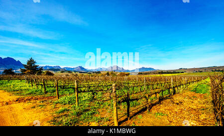 Vignobles de la région viticole de Stellenbosch dans le Cap occidental de l'Afrique avec Simonsberg dans l'arrière-plan sur une belle journée d'hiver de l'Afrique du Sud Banque D'Images