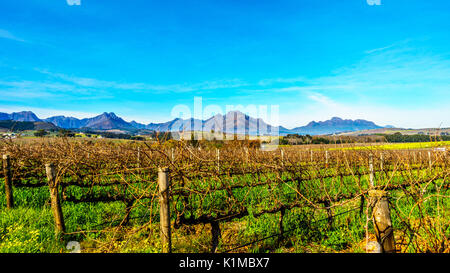 Vignobles de la région viticole de Stellenbosch dans le Cap occidental de l'Afrique avec Simonsberg dans l'arrière-plan sur une belle journée d'hiver de l'Afrique du Sud Banque D'Images