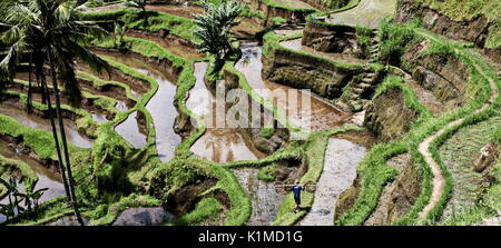 Tegallalang rizières dans l'île de Bali Banque D'Images