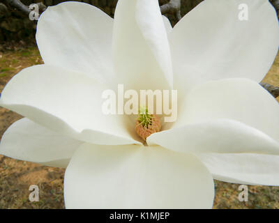 Close-up de fleur de Magnolia en fleurs blanc pur Banque D'Images