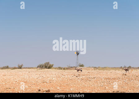 Un moulin à eau - pompant, Oryx gazella oryx, à l'avant à l'Rateldraf point d'eau dans le nord-ouest de la Namibie. Une volée d'oiseaux est dans l'air Banque D'Images