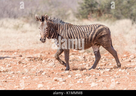 Un zèbre de montagne de Hartmann boueux, Equus zebra hartmannae, au point d'Rateldraf dans le nord-ouest de la Namibie Banque D'Images