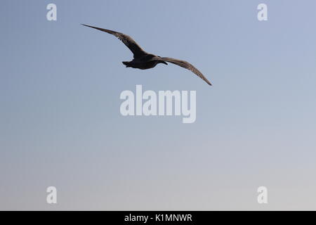 Jeune Mouette battant Banque D'Images