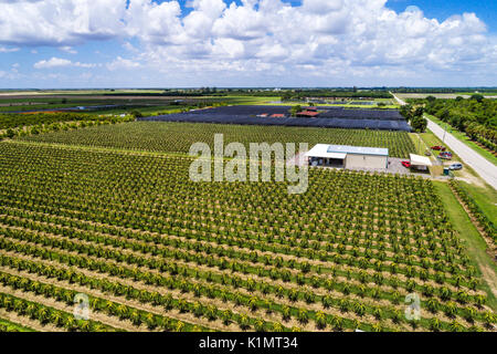 Miami Florida,Homestead,agricole,ferme,culture,pépinière,fruit dragon,cactus Pitaya Stenocereus pitahaya Hylocereus,vue aérienne au-dessus,FL17081870D Banque D'Images