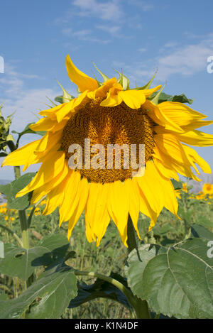 Close up d'un énorme Tournesol jaune et or avec une abeille butiner au premier plan avec de multiples fleurs et ciel bleu avec des nuages minces je Banque D'Images
