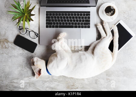 Animal chat dormir sur le bureau Banque D'Images