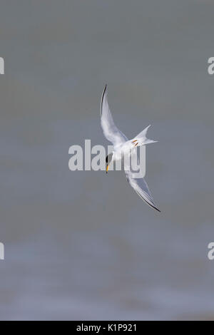 Sterne naine (sternula albifrons), adulte en plumage nuptial à propos de plonger, Essaouira, Maroc. Banque D'Images