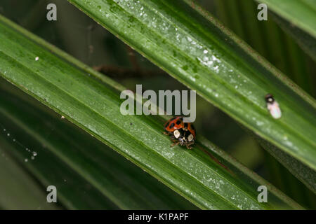 Coccinelle orange avec des points noirs errant sur certaines feuilles Banque D'Images