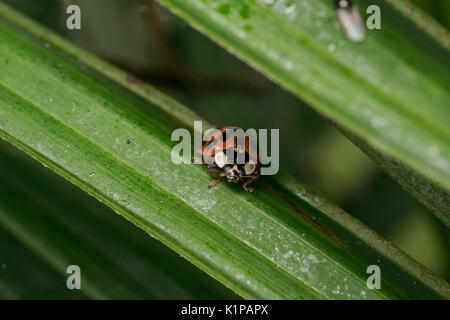 Coccinelle orange avec des points noirs errant sur certaines feuilles Banque D'Images