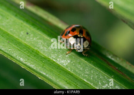 Coccinelle orange avec des points noirs errant sur certaines feuilles Banque D'Images