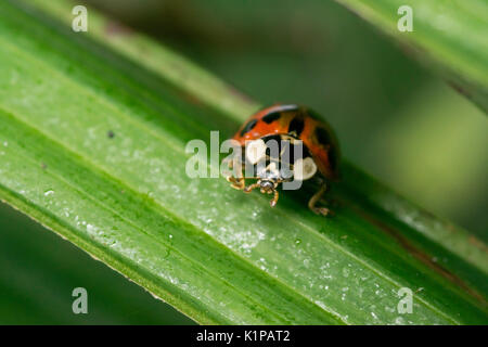 Coccinelle orange avec des points noirs errant sur certaines feuilles Banque D'Images