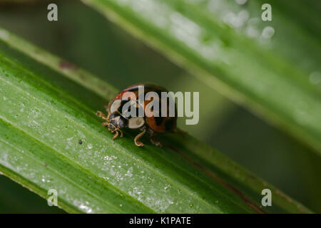 Coccinelle orange avec des points noirs errant sur certaines feuilles Banque D'Images