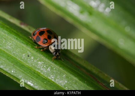 Coccinelle orange avec des points noirs errant sur certaines feuilles Banque D'Images