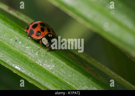 Coccinelle orange avec des points noirs errant sur certaines feuilles Banque D'Images