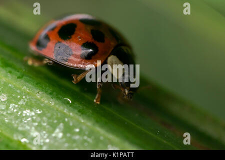 Coccinelle orange avec des points noirs errant sur certaines feuilles Banque D'Images