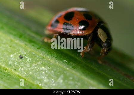 Coccinelle orange avec des points noirs errant sur certaines feuilles Banque D'Images