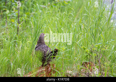 Le tétras du Canada Falcipennis canadensis, Eagle River, Anchorage, Alaska, USA Banque D'Images