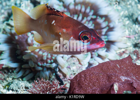 Blacktip grouper, Epinephelus fasciatus (Forsskål, 1775), reposant sur le roc. Profondeur 15m Banque D'Images