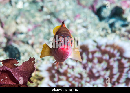 Blacktip grouper, Epinephelus fasciatus (Forsskål, 1775), reposant sur le roc. Profondeur 15m Banque D'Images