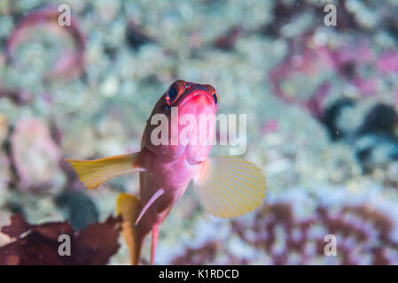 Blacktip grouper, Epinephelus fasciatus (Forsskål, 1775), reposant sur le roc. Profondeur 15m Banque D'Images