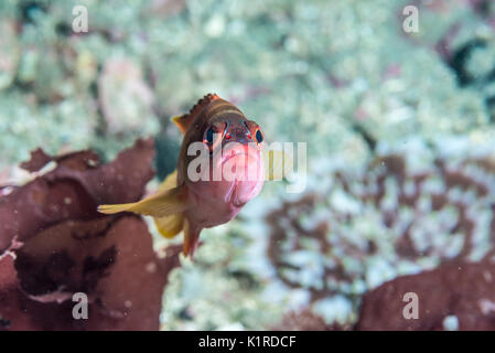 Blacktip grouper, Epinephelus fasciatus (Forsskål, 1775), reposant sur le roc. Profondeur 15m Banque D'Images