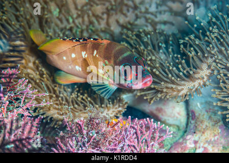 Blacktip grouper, Epinephelus fasciatus (Forsskål, 1775), reposant sur le roc. Profondeur 15m Banque D'Images