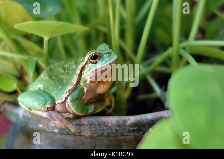 Vert Européen Nice Amphibiens Rainette Hyla arborea, assis sur l'herbe de l'habitat. Banque D'Images