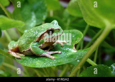 Vert Européen Nice Amphibiens Rainette Hyla arborea, assis sur l'herbe de l'habitat. Banque D'Images