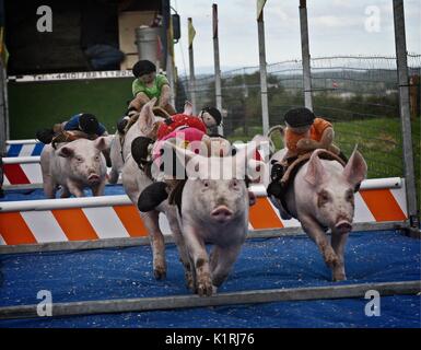 L'Irlande Faro country fair. Course de cochon. Banque D'Images