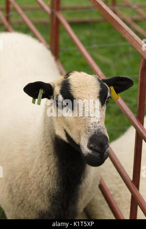 Visage Torddu blaireau Welsh mountain sheep race brebis une ancienne avec son ventre noir distinctif des marques et le bar d'originaires de pays de Galles Banque D'Images