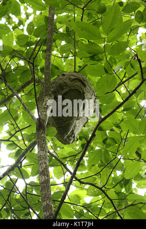 Papier grand nid de guêpe hanging in tree Banque D'Images