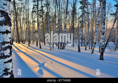 Paysage d'hiver - Coucher de soleil dans la boulaie. La lumière du soleil d'or entre les troncs blancs des bouleaux et ombre bleue sur la neige blanche. Banque D'Images