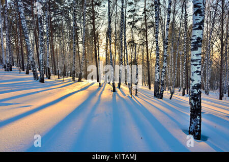 Paysage d'hiver - Coucher de soleil dans la boulaie. La lumière du soleil d'or entre les troncs blancs des bouleaux et ombre bleue sur la neige blanche. Banque D'Images