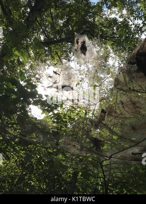 Tisseuse de nids en automne arbre Banque D'Images