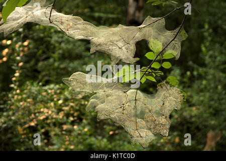 Tisseuse de nids en automne arbre Banque D'Images